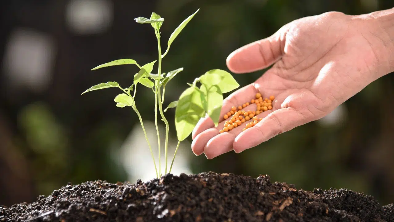 Devemoquando Os Nutrientes Estão Presentes No Solo, As Plantas Podem Absorvê-Los E Usá-Los Para Crescer E Se Desenvolver. 