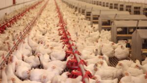 Biodigestor Para Avicultura – 7 Pontos Para Negócios