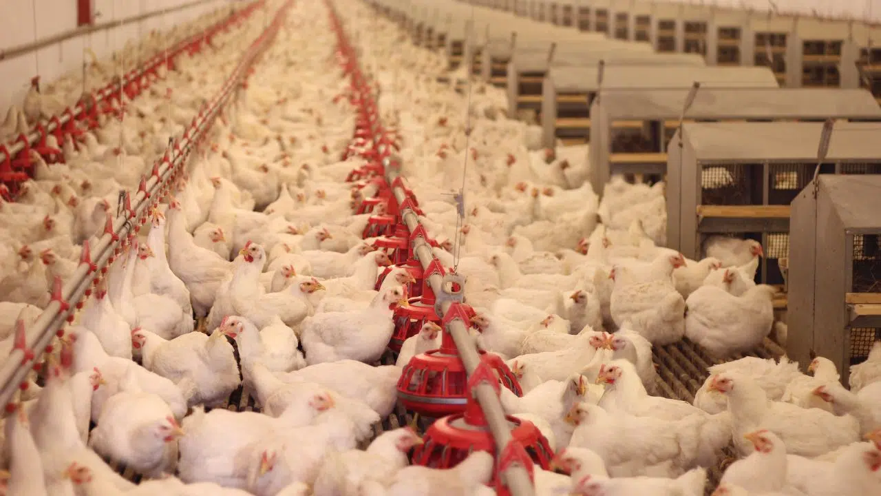 Leia Mais Sobre O Artigo Biodigestor Para Avicultura – 7 Pontos Para Negócios