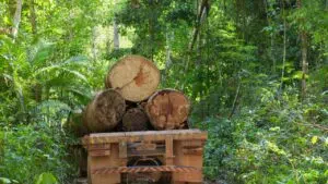 Desmatamento Na Amazônia: Aumento Em 2021 E Queda Em 2023